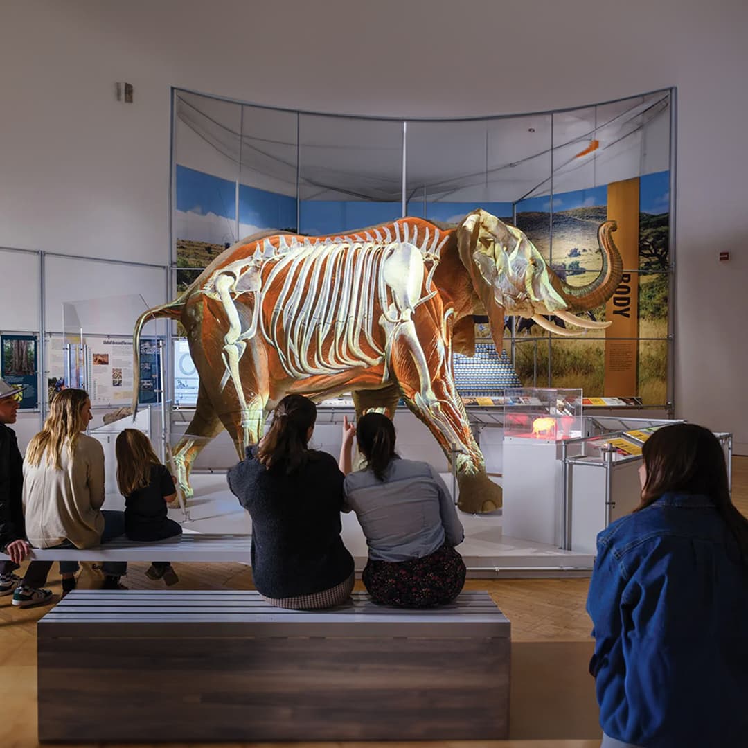 A new exhibit invites you into the ‘Secret World of Elephants’